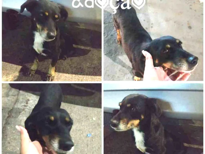 Cachorro ra a SRD idade 5 anos nome Pipoca