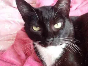 Gato raça Sed idade 2 anos nome Ariane linda fofa 