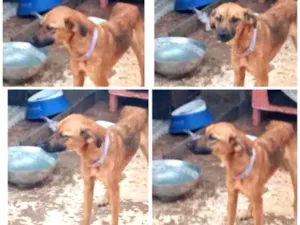 Cachorro raça SRD idade 2 a 6 meses nome Sasha
