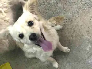 Cachorro raça Não sei  idade 2 a 6 meses nome Sem nome 