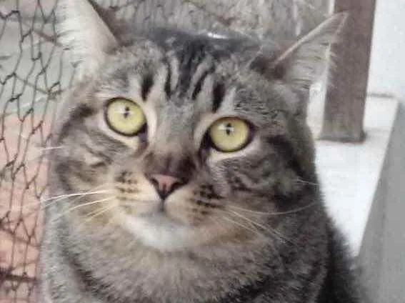 Gato raça Srd idade 1 ano nome Tom lindo demais 