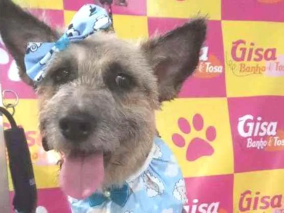 Cachorro ra a Srd idade 1 ano nome FLOR