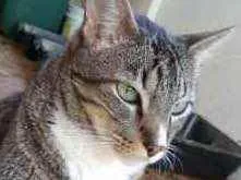 Gato raça Srd idade 2 anos nome Tigue lindo demais 
