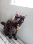 Gato raça Srd idade 2 anos nome Menina belíssima 