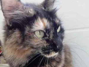 Gato raça Srd idade 2 anos nome Menina belíssima 