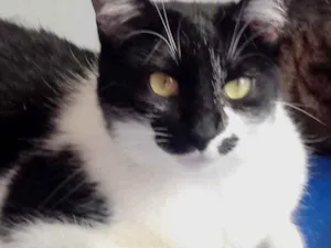 Gato raça Srd idade 2 anos nome Sarah Linda 