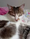 Gato raça Srd idade 3 anos nome Branquinho lindo 