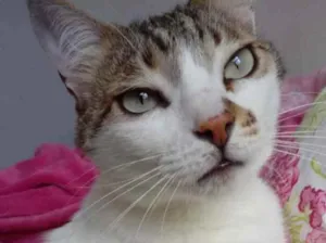 Gato raça Srd idade 3 anos nome Branquinho lindo 