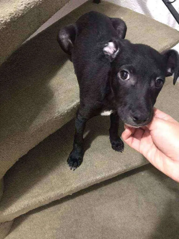 Cachorro raça Srd  idade 2 a 6 meses nome Joe