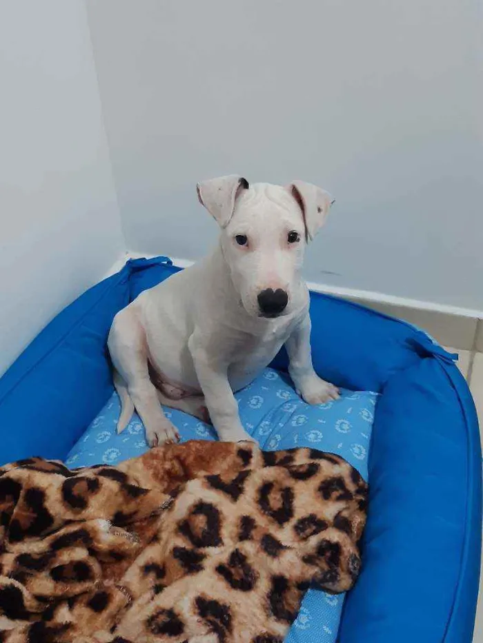 Cachorro ra a Bullterrier idade 2 a 6 meses nome Bart