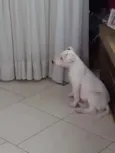 Bart