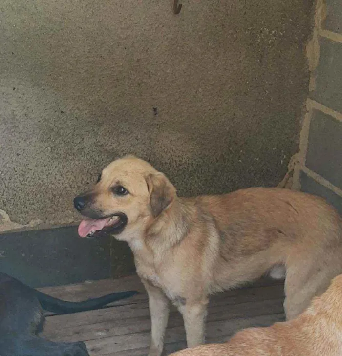Cachorro ra a Srd idade 1 ano nome BOLT