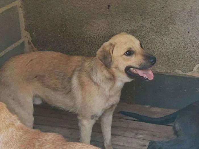 Cachorro ra a Srd idade 1 ano nome BOLT