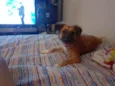Lilica