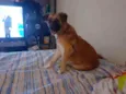 Lilica