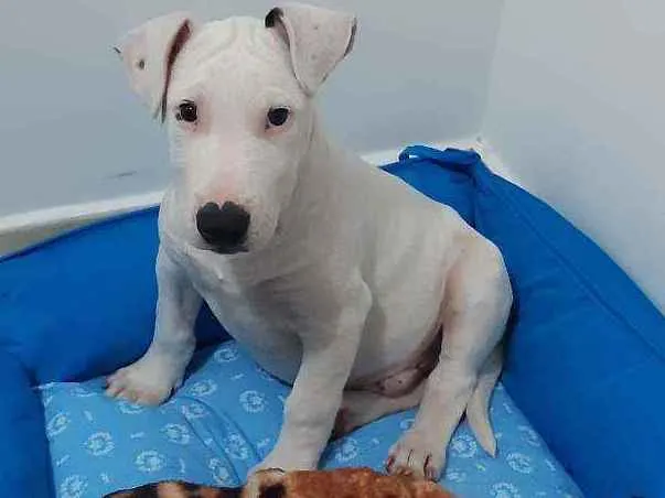 Cachorro ra a Bullterrier idade 2 a 6 meses nome Bart