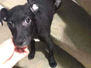 Cachorro raça Srd  idade 2 a 6 meses nome Joe