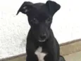 Cachorro raça Srd  idade 2 a 6 meses nome Joe