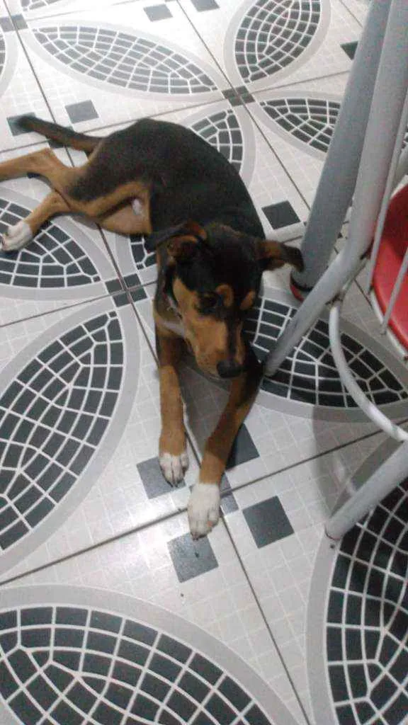 Cachorro ra a Mestiço com retriever  idade 7 a 11 meses nome Thor