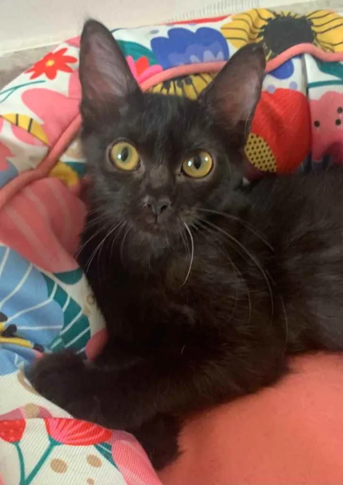 Gato ra a SRD idade 2 a 6 meses nome BORDEAUX