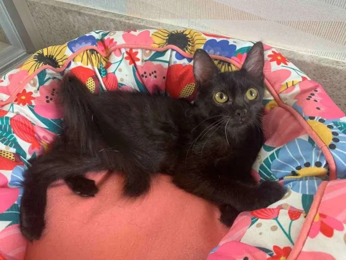 Gato ra a SRD idade 2 a 6 meses nome BORDEAUX