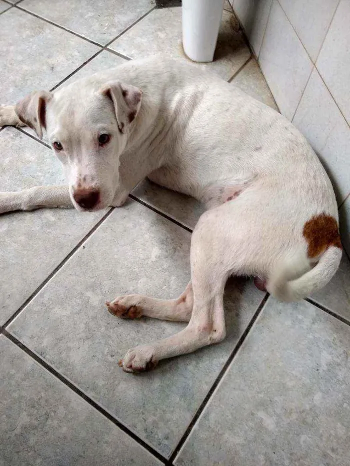 Cachorro ra a SRD com Pit Bull idade 7 a 11 meses nome Filhote