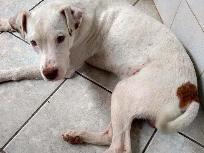 Cachorro ra a SRD com Pit Bull idade 7 a 11 meses nome Filhote