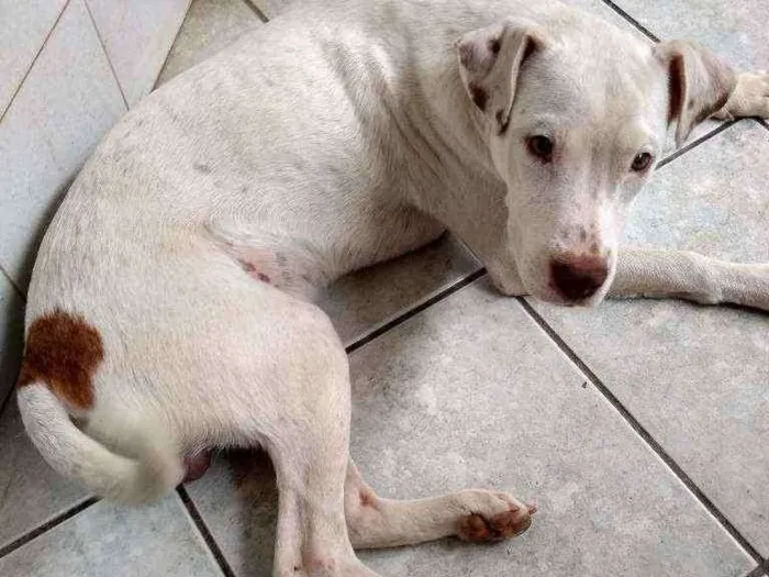 Cachorro ra a SRD com Pit Bull idade 7 a 11 meses nome Filhote