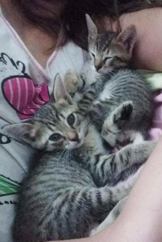 Gato raça Vira Lata idade 2 a 6 meses nome Adoção conjunta