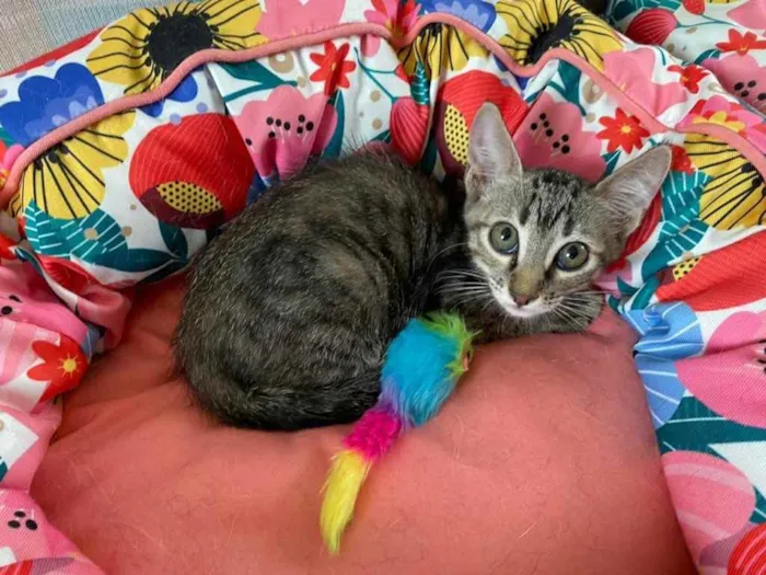 Gato ra a SRD idade 2 a 6 meses nome CACAU