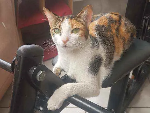 Gato ra a Sem raça definida idade 1 ano nome Nana