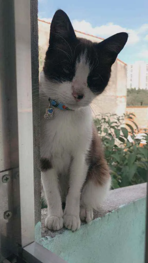 Gato raça SRD idade 1 ano nome Snow