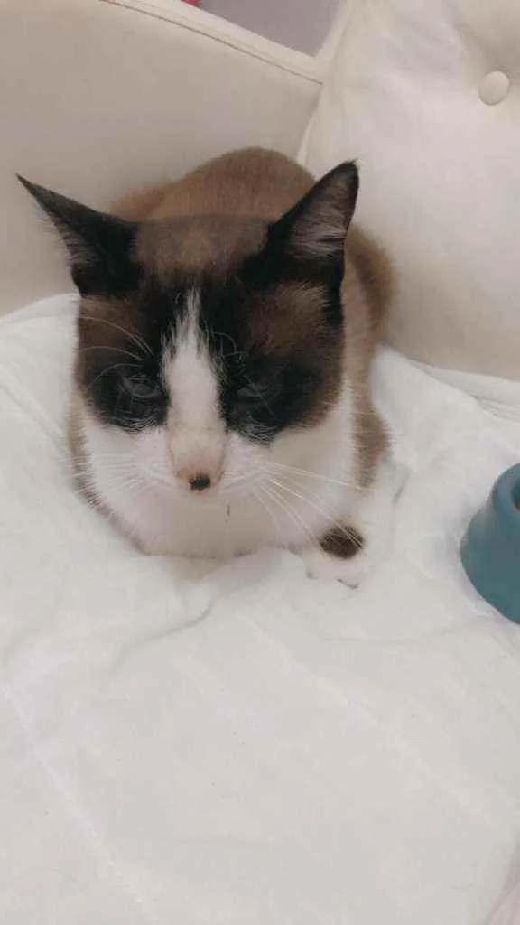 Gato raça SRD idade 1 ano nome Snow