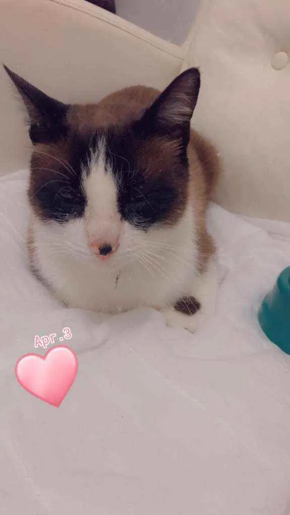 Gato raça SRD idade 1 ano nome Snow