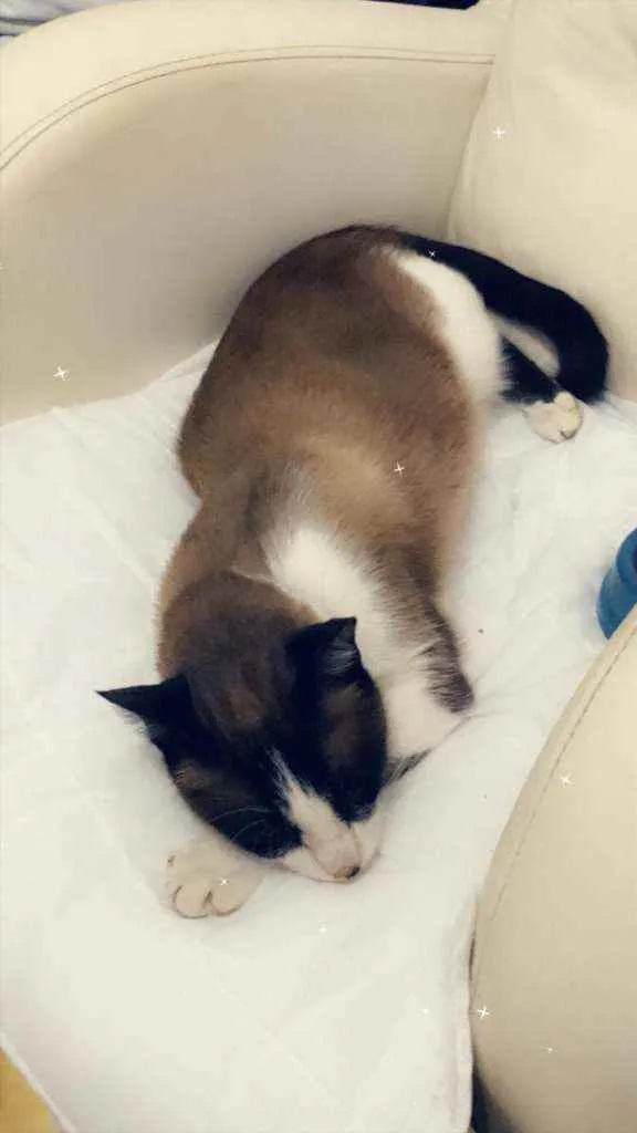 Gato raça SRD idade 1 ano nome Snow