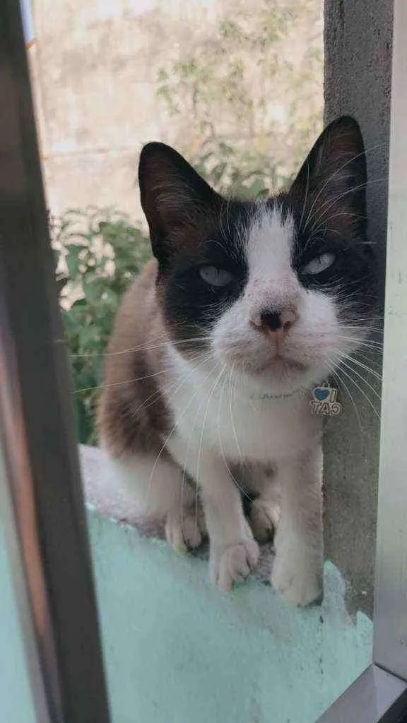 Gato raça SRD idade 1 ano nome Snow