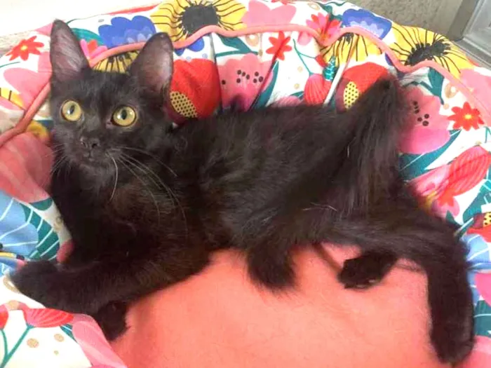 Gato ra a SRD idade 2 a 6 meses nome BORDEAUX