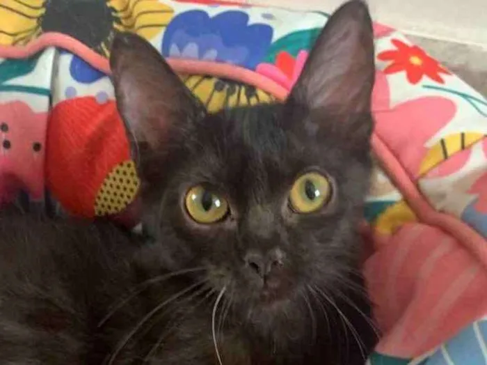 Gato ra a SRD idade 2 a 6 meses nome BORDEAUX