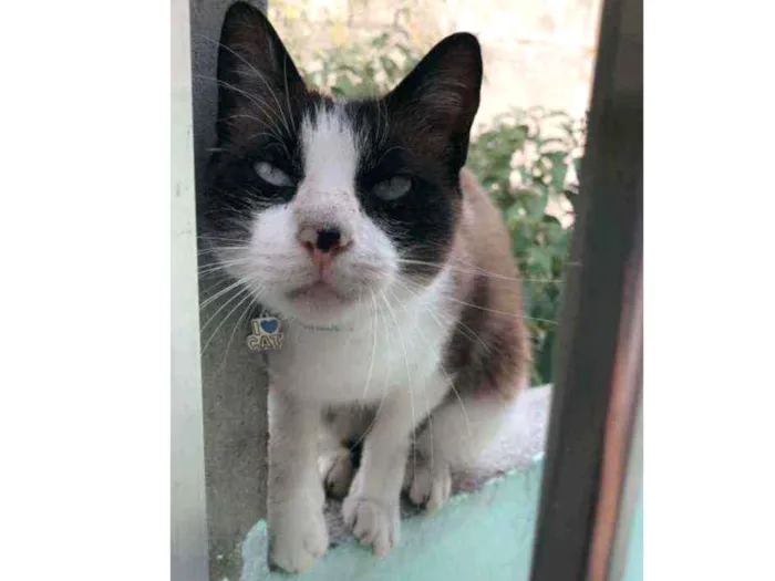 Gato raça SRD idade 1 ano nome Snow