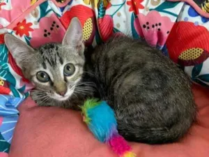 Gato raça SRD idade 2 a 6 meses nome CACAU