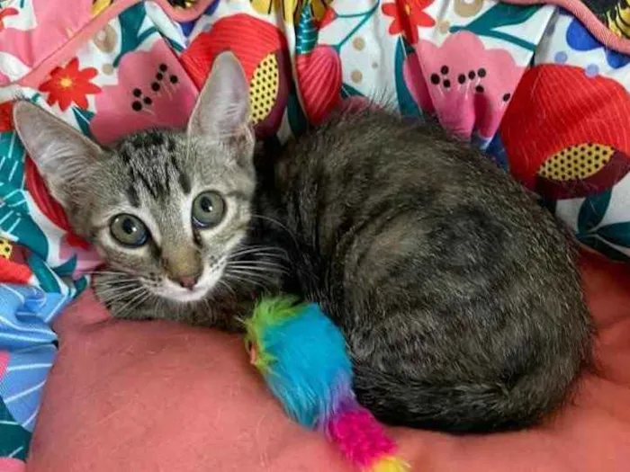Gato ra a SRD idade 2 a 6 meses nome CACAU