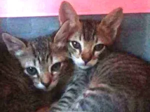 Gato raça Vira Lata idade 2 a 6 meses nome Adoção conjunta