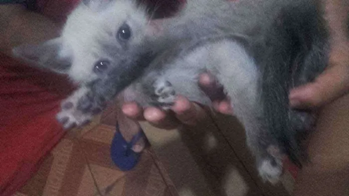 Gato ra a Pcb idade Abaixo de 2 meses nome Sem nome