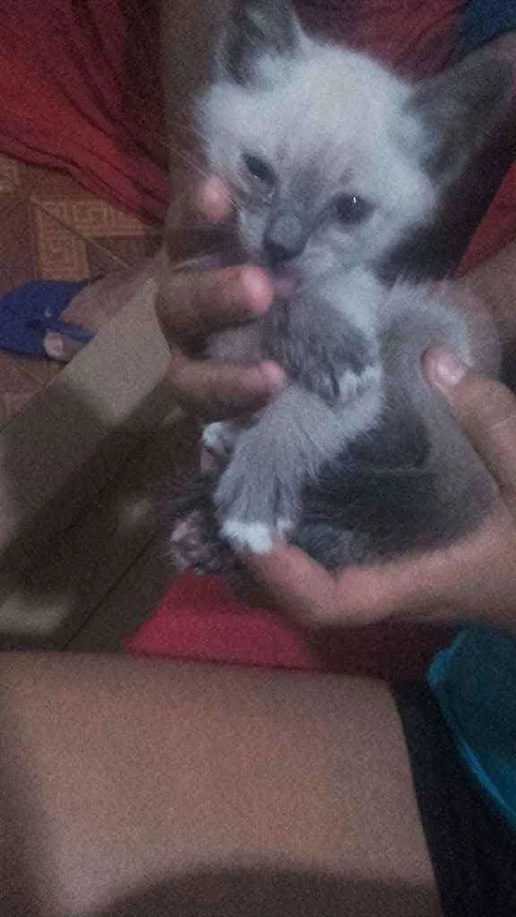 Gato ra a Pcb idade Abaixo de 2 meses nome Sem nome