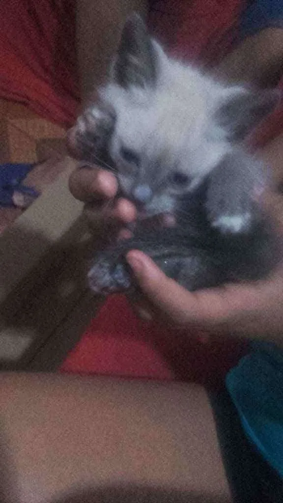 Gato ra a Pcb idade Abaixo de 2 meses nome Sem nome