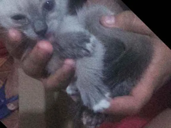 Gato ra a Pcb idade Abaixo de 2 meses nome Sem nome
