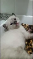 Ariel e seu bb