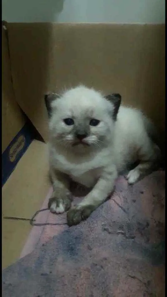 Gato ra a Srd idade 7 a 11 meses nome Ariel e seu bb