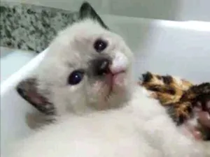 Gato raça Srd idade 7 a 11 meses nome Ariel e seu bb
