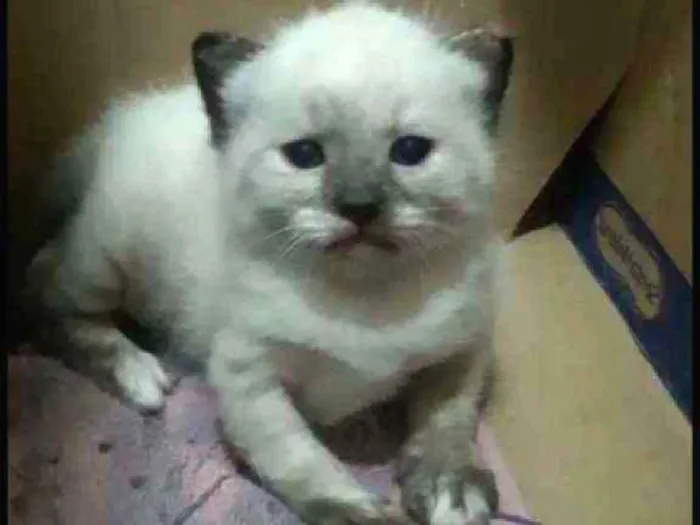 Gato ra a Srd idade 7 a 11 meses nome Ariel e seu bb
